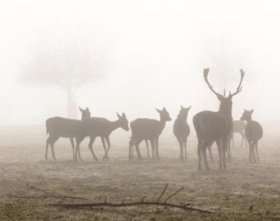 Hirschrudel im Nebel