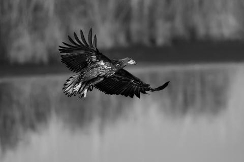 Seeadler 