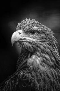 Seeadler Portrait 