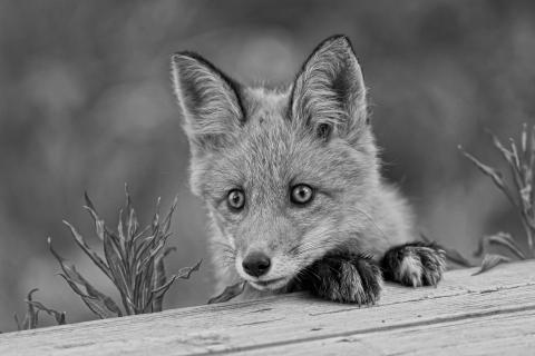 Jungfuchs