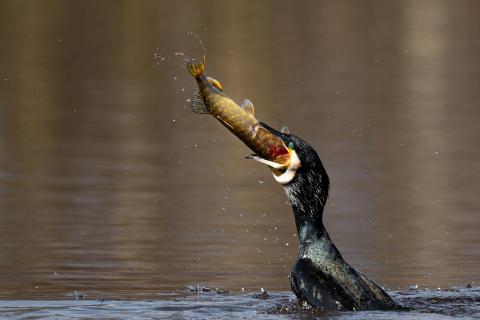 Kormoran mit Hecht