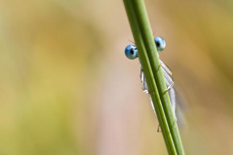 Blue Eyes