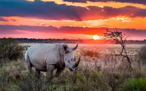 Rhino Sundowner