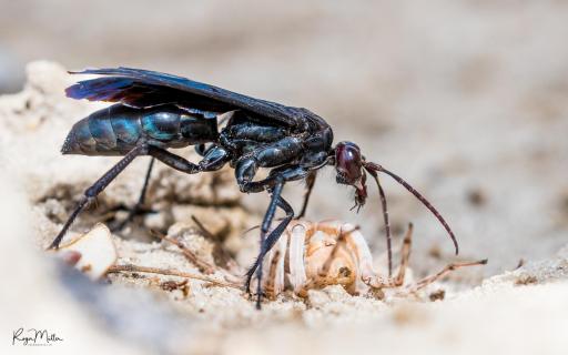 Spider Wasp