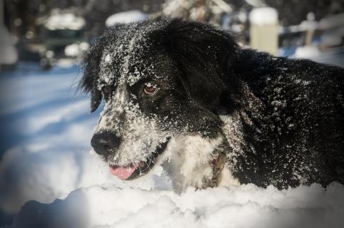 Ja ,wo ist denn der Schneeball