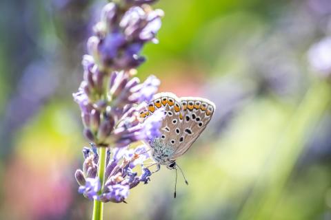 Bläuling und Lavendel