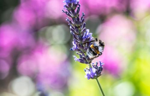 Lavendel mit Hummel 