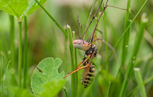 Hornisse mit Spinne im Kopf 