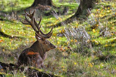 im Wald