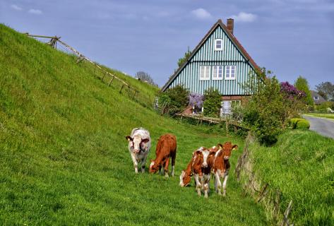 glückliche Kälber