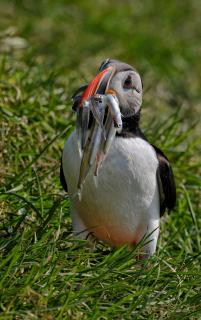 Puffin mit Sandaalen 