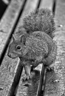 Eichhörnchen im Battery Park