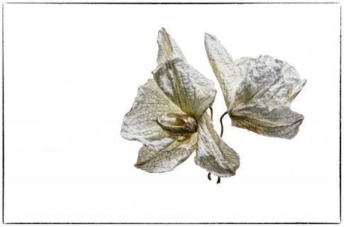 Orchideen
