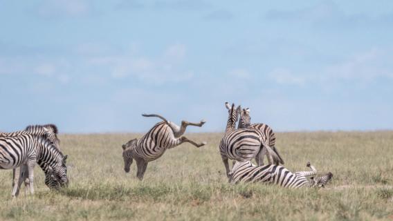 tobende Zebras