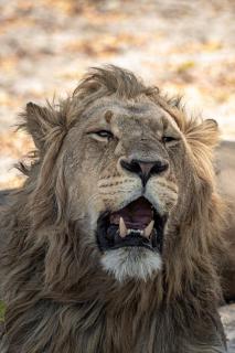 Müder Löwe in Botswana