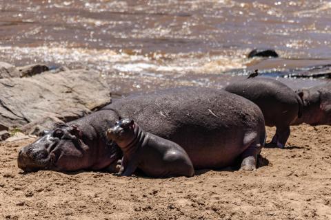 Mama Hippo und Baby