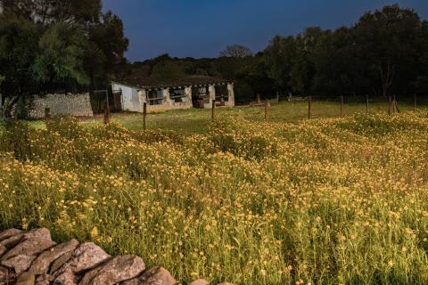 Blumenwiese bei Nacht