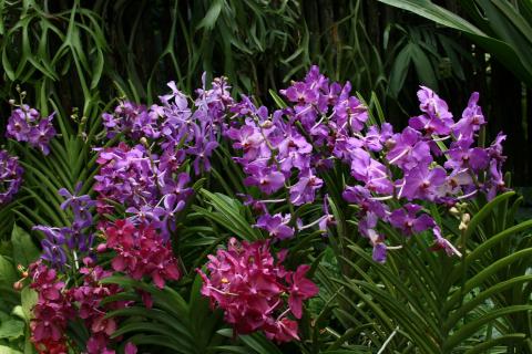 Im Orchideen Garten von Singapur 31