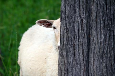 Das Schaf