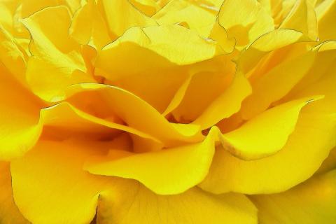 Rose 1