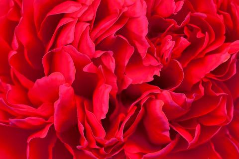 Rose 2