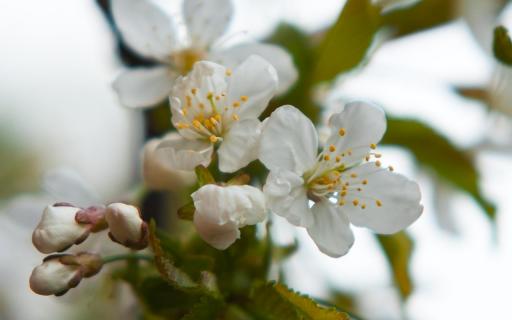 Kirschblüten