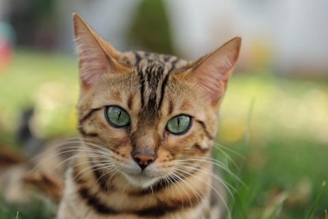 Bengalkatze