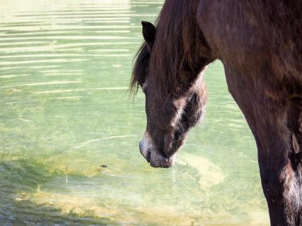 Ponie am Wasser 7925