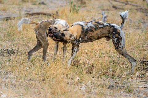 Afrikanische Wildhunde (Lycaon pictus)