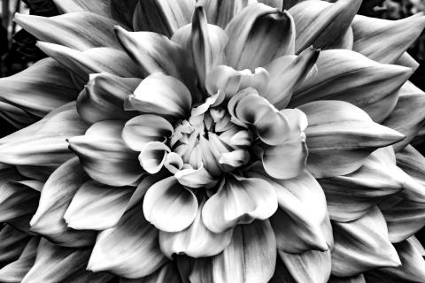 Dahlie Blüte in schwarz weiss