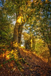 Waldweg