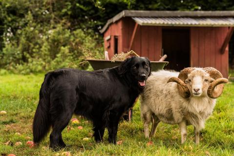 Ouessantschaf und Hütehund