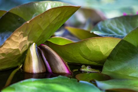 Frosch unter Lotusblatt