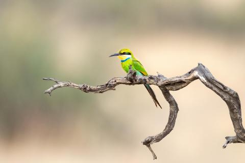 bee-eater