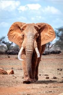 elefant walk