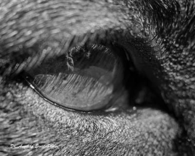 Schau mir in die Augen, Kleines