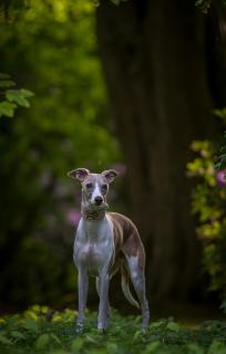 Whippetliebe