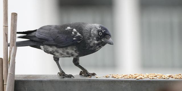 Leuzi 6