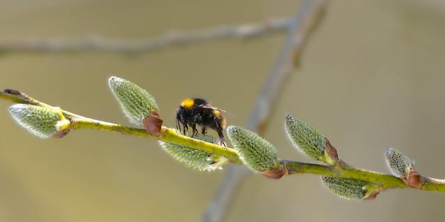 Hummel mit Kätzchen