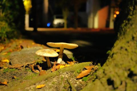 Nachtpilze