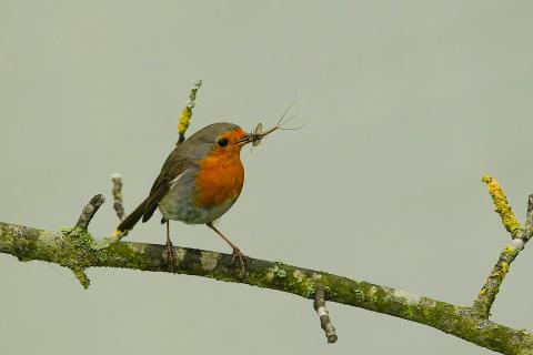 Lecker Eintagsfliege