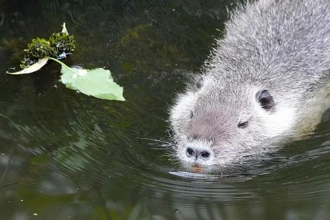 Brustschwimmer