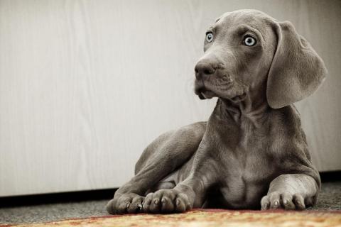 Gustl - der kleine Weimaraner