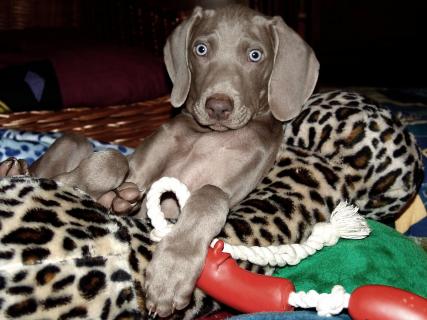 Gustl - der kleine Weimaraner