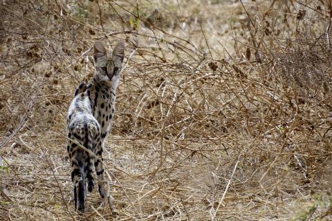 Konkurs 04 - Serval