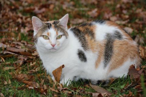 Herbstzeit