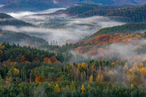 Nebel über dem Wald