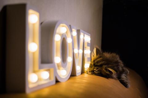 Cat & LOVE