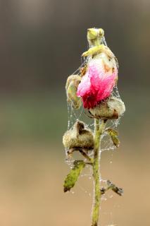 Blüte im Morgentau