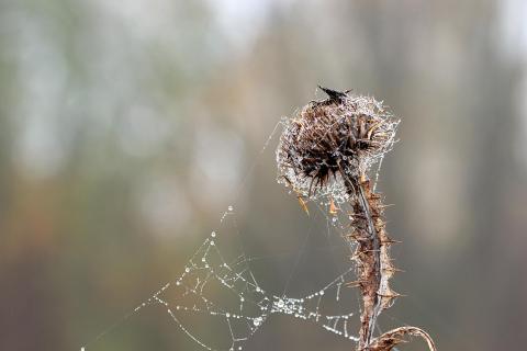 Distel im Herbst